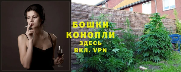 сатива Бородино